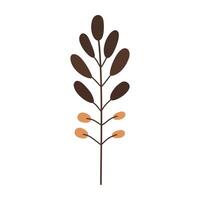 a plant with leaves and seeds on a white background vector