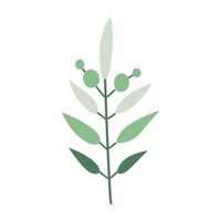 olive branch with leaves and berries on a white background vector