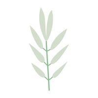 a green plant with leaves on it vector