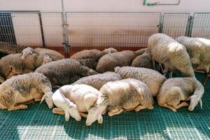 Flock of fluffy white sheep sleeps huddled together on a green slatted floor in a paddock photo