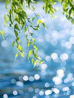 Dreamy Nature Background with Willow Branch and Sparkling Water photo