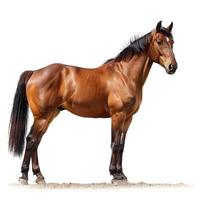 Sorrel horse with mane standing in dirt landscape on white background photo