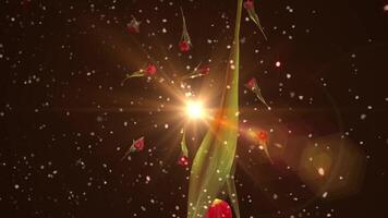 Tulip Flower Particle Animation video