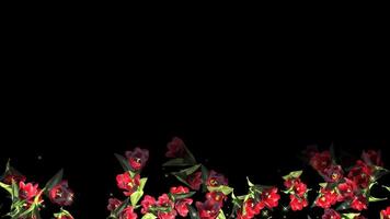 Tulip Flower Bottom Loop Animation video