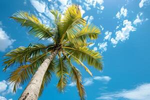 Admiring a palm tree in a blue sky with fluffy clouds photo