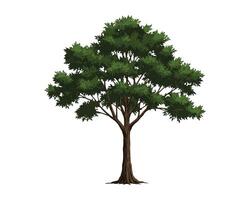 Isolated tree on white background design vector