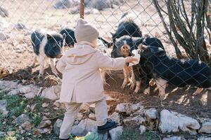 Little girl feeds cabbage to black piglets through a mesh fence in a clearing. Back view photo