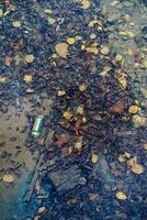 Tin can and a plastic bottle lie at the bottom of the river. Top view photo