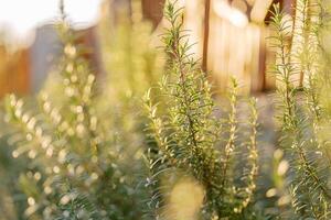 Green rosemary bushes growing in the garden under sunlight photo