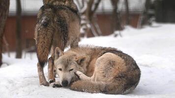 Pair of white wolves resting in a winter forest during heavy snowfall, showcasing their beauty and resilience in a harsh environment video