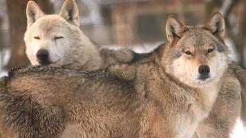 Pair of wolves navigate through heavy snowfall in a winter forest video