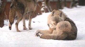 White wolves play quietly in heavy snowfall in a winter forest setting video