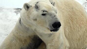 Polar bear plays in fresh snow and ice after winter snowfall near frozen lake in the arctic wilderness video