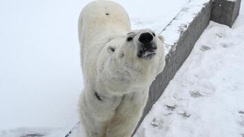 Polar bear enjoys playing in fresh snow after heavy winter snowfall near frozen lake in Alaska video