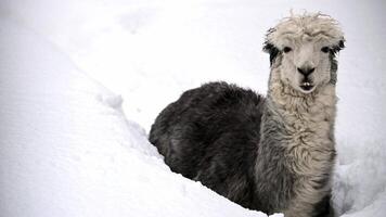 Llama in snow gazing at camera video