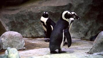 Penguin standing on top of rock-covered ground video