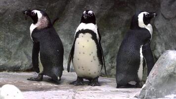 Group of penguins standing next to each other video