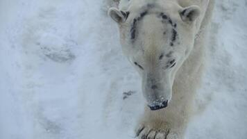 Playful polar bear enjoys fresh snow and ice in Alaska's winter wonderland after heavy snowfall video
