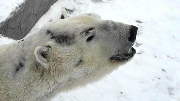 Polar bear enjoys winter playtime in fresh snow near a frozen lake in the Arctic video