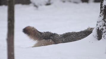 Fox Running Through Snow Near Tree video