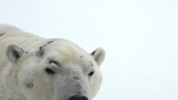 Polar bear plays in fresh snow and ice after heavy snowfall in winter near frozen lake video