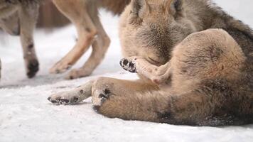 Pair of wolves resting during heavy snowfall in a winter forest in Alaska video