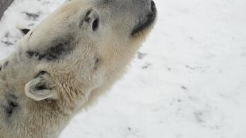 Polar bear plays in fresh snow and ice after heavy snowfall near a frozen lake in winter video