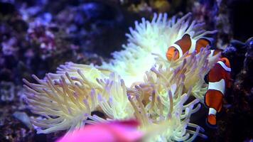 A Nemo fish plays hide and seek amongst the moving tentacles of a soft Sea Anemone. Clownfish or Anemonefish in Aquarium concept. video