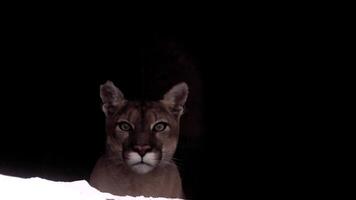 Canadian cougar hunts in winter forest showcasing its majestic presence and powerful features video