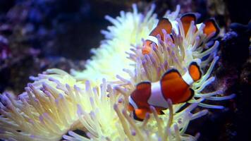A Nemo fish plays hide and seek amongst the moving tentacles of a soft Sea Anemone. Clownfish or Anemonefish in Aquarium concept. video