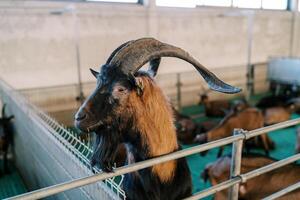 Curious brown goat stands with its front hooves on a fence in a pen and looks away photo