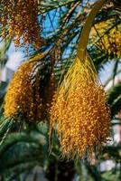 Clusters of yellow dates hanging from palm branches in the garden photo