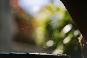 Spider web on a tree in a green park. Blur photo