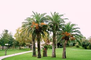 Date palms with ripe dates grow in the yard near an apartment building photo
