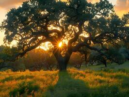 Majestic oak tree at sunset in lush meadow, tranquil countryside photo