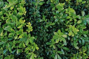 Bright green leaves of a shrub of cheese wood in a garden photo
