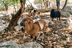 Brown ram guards grazing sheep in the park photo