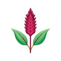 Elegant Amaranth Plant Design vector