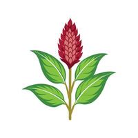 Charming Amaranth Plant Illustration vector