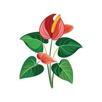 Elegant Anthurium Andraeanum Design vector
