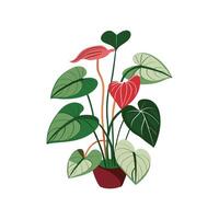 Charming Anthurium Clarinervium Design vector