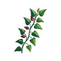 Gorgeous Arrowhead Vine Plant Design vector