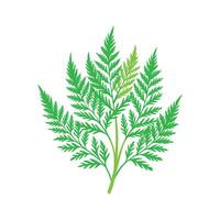 Charming Asparagus Fern Plant Design vector