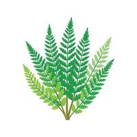 Elegant Asparagus Fern Artwork vector