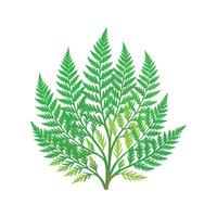 Unique Asparagus Fern Artwork vector