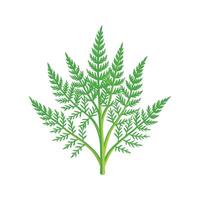 Gorgeous Asparagus Fern Plant Design vector