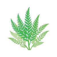Charming Asparagus Fern Illustration vector