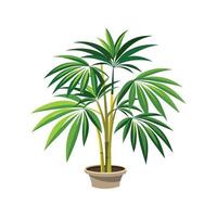 Exquisite Bamboo Palm in Lush Greenery vector