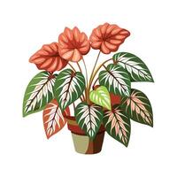 Charming Begonia Maculata Plant Design vector