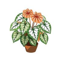 Stunning Begonia Maculata in Bloom vector